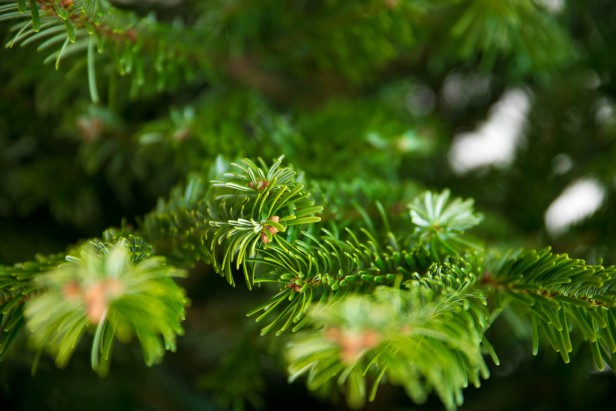 Silver-tree-2-of-13-2.jpg